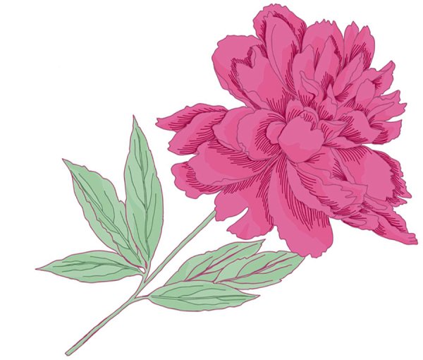 Пион геральдика