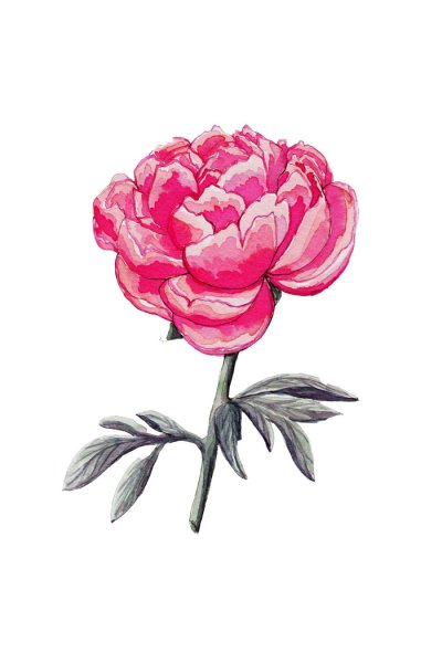 Пионы мультяшные