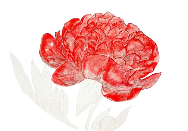 Пионы нарисованные