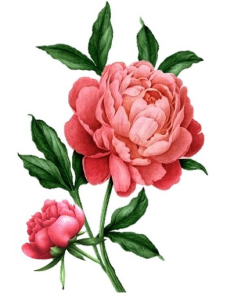 Botanical Peony Flowers