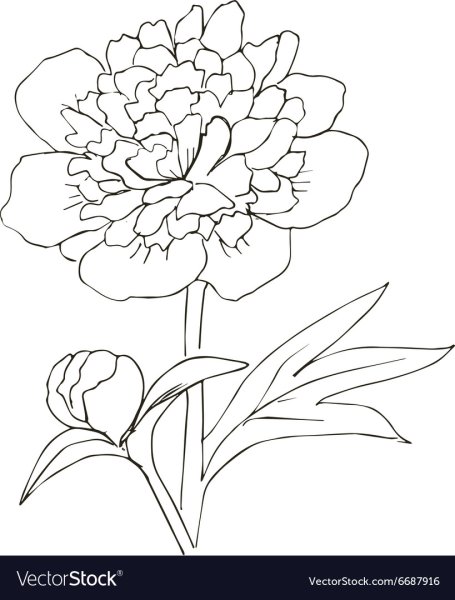 Цветы для раскрашивания пионы