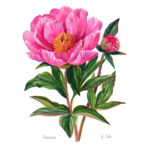 Пион Ботаническая иллюстрация