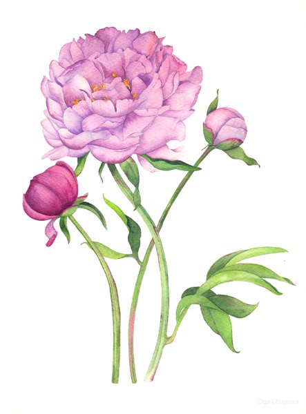 Ранункулюс Ботаническая иллюстрация