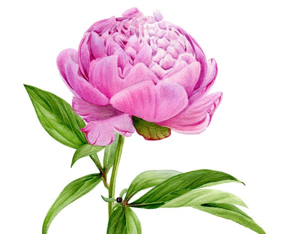 Бутон пиона Ботаническая акварель