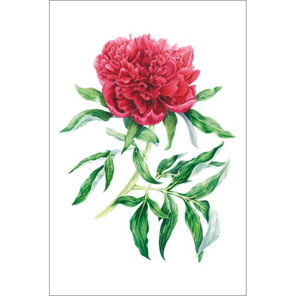 Пион красный ботаника