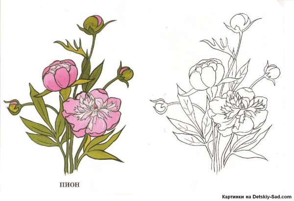 Раскраска растения пионы