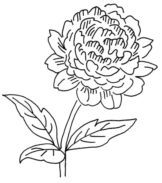 Раскраска цветы пионы
