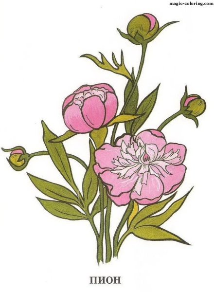 Пионы раскраска