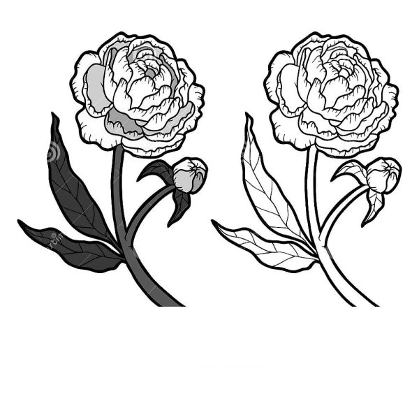 Раскраска цветы пионы
