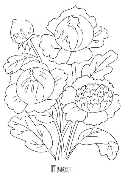 Пионы раскраска