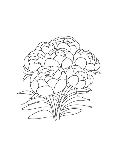 Пион раскраска для детей