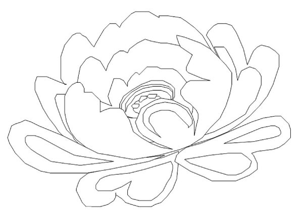 Пион тонколистный раскраска