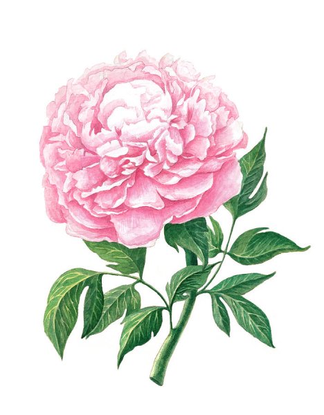 Botanical Art Paeonia