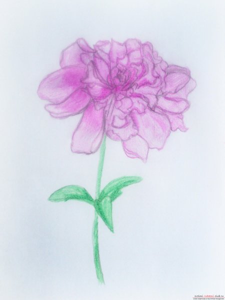 Пионы рисунок карандашом цветные