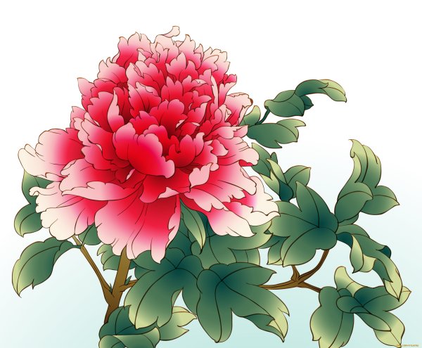 Vector Peony Flowers