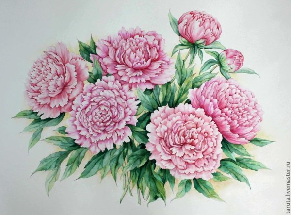 Пионы нарисованныеифон