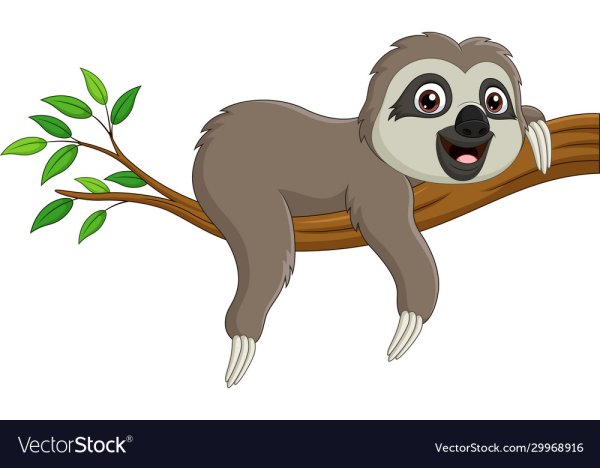 Ленивец на ветке вектор