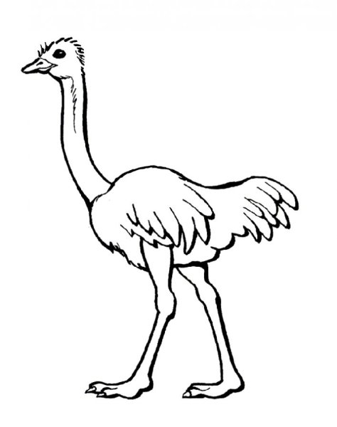 Страус карандашом