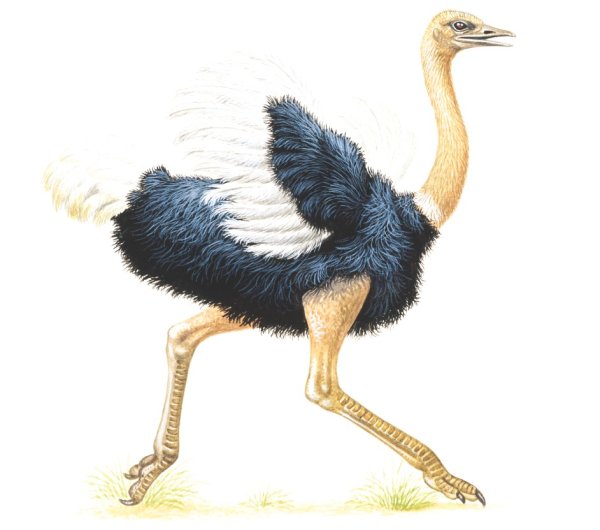 Страус раскраска