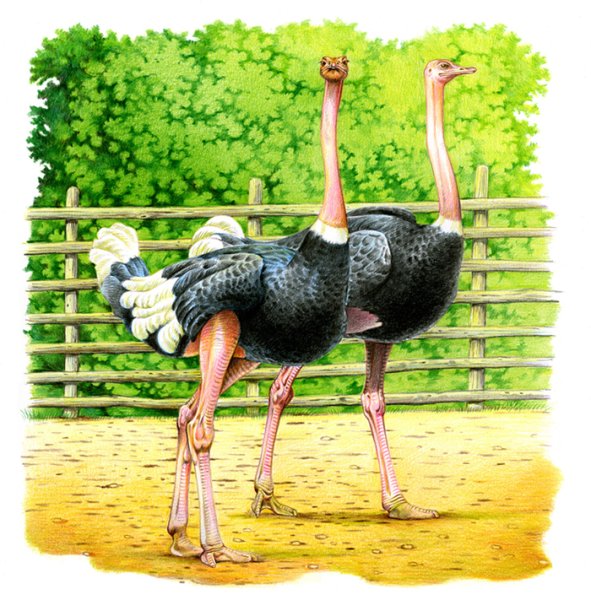 Страус эму для детей