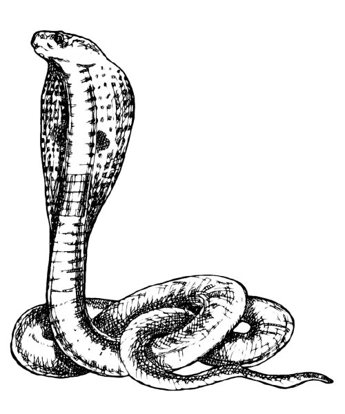 Кобра раскраска для детей