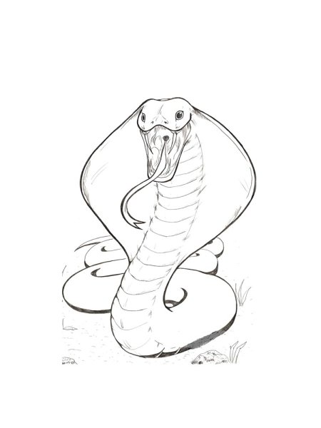 Раскраска змея Кобра