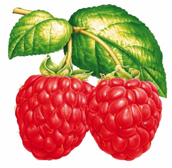 Ягоды мультяшные