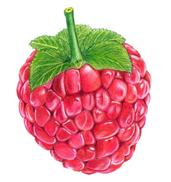 Малина нарисованная