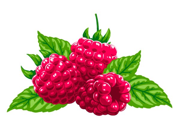 Малина вектор