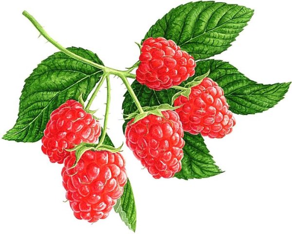 Ветка малины