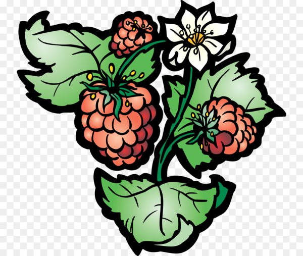 Цветок малины вектор