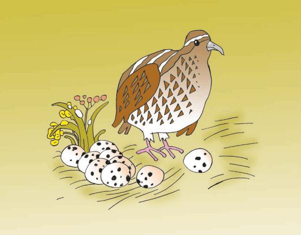 Мультяшные перепелки