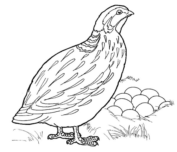 Перепелка раскраска