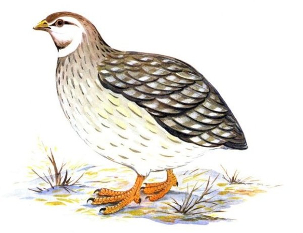 Чарушин Перепелка