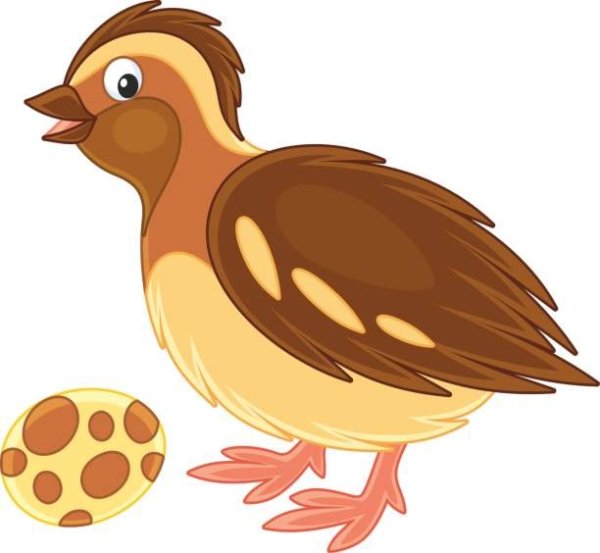 Мультяшные перепелки