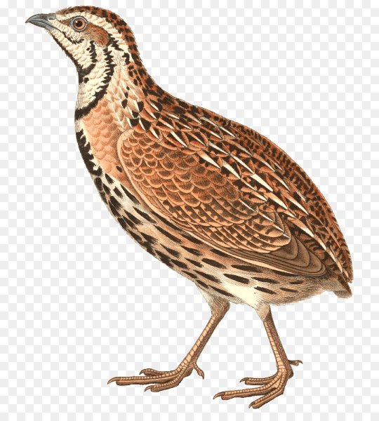 Вирджинский перепел