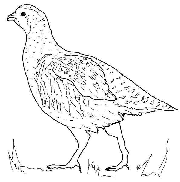 Серая куропатка раскрас
