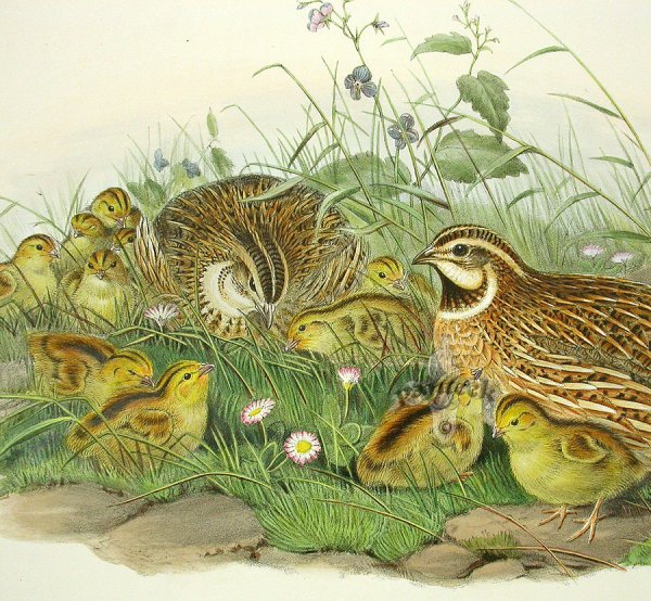 Васнецов Перепелка