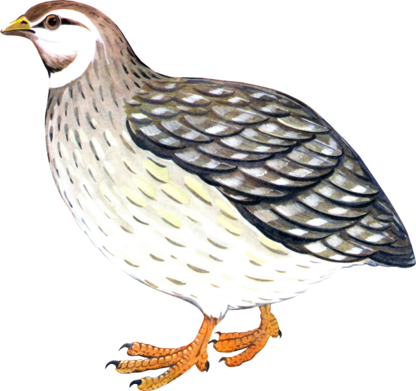 Перепел без фона