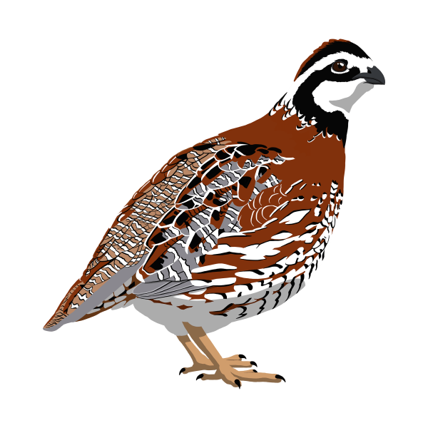 Перепелка рисунок