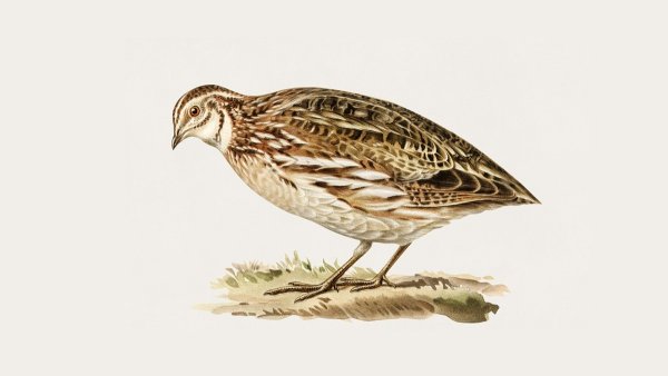 Перепелка картина