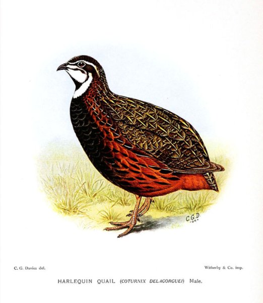 Coturnix delegorguei