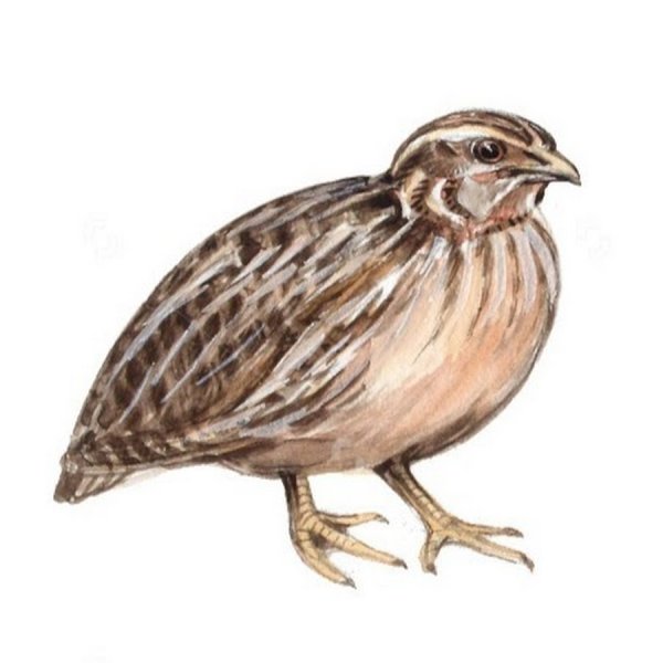 Дошкольникам перепел