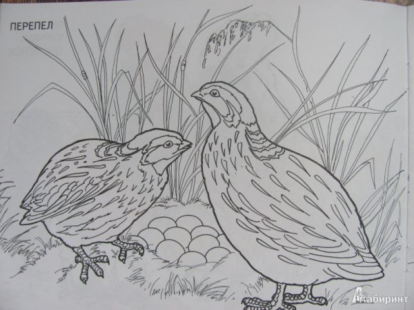 Бианки оранжевое горлышко раскраска