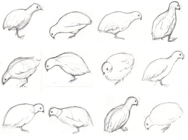 Нарисовать перепелку