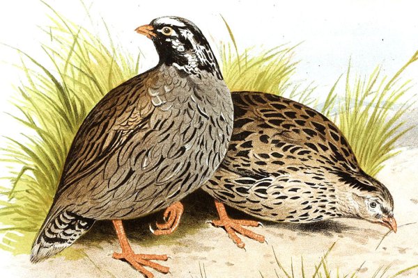 Обыкновенный перепел