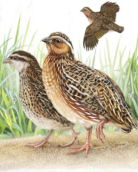 Сибирские перепелки