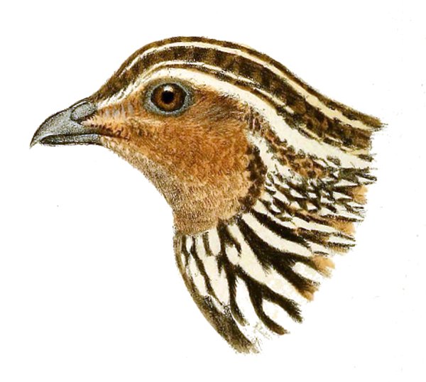 Coturnix pectoralis