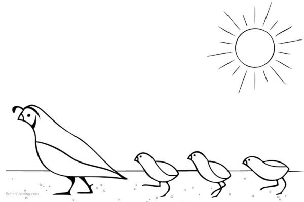 Перепелка раскраска для детей