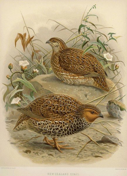 Селадоновый перепел